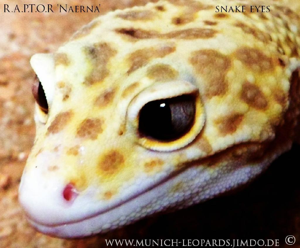 Leopardgecko mit Snake Eye, Name: Naerna - Nannys Tierwelt